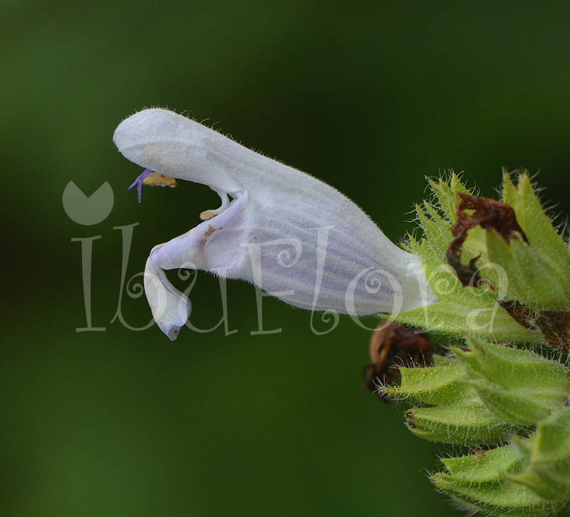 Salvia Bianca (foglie) – Nexus Arcanum