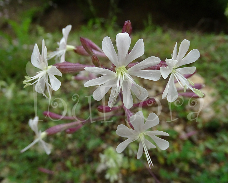 AİBÜ Campus Flora